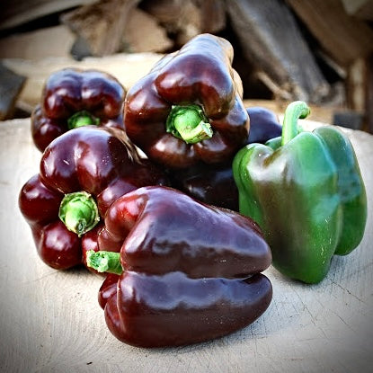 Pepper - Chocolate Beauty