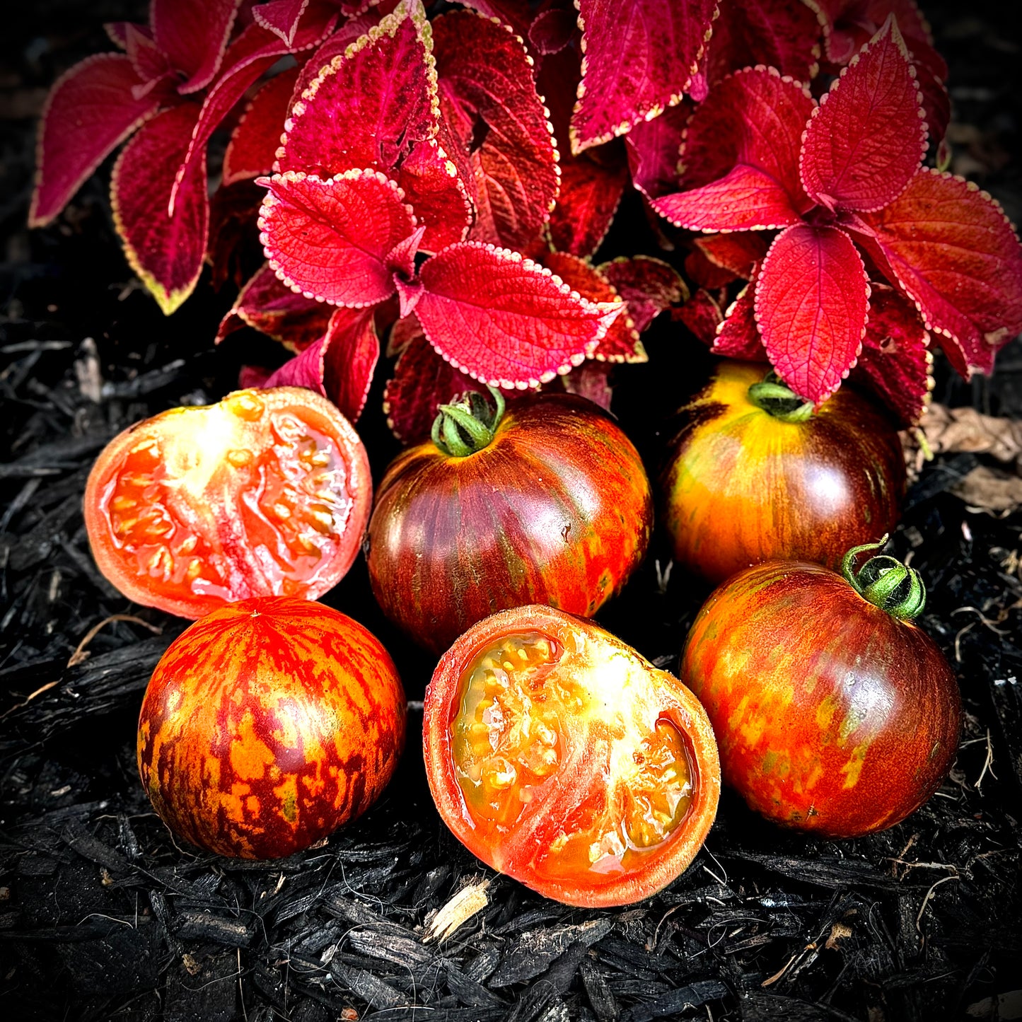Tomato - Queen Of The Night