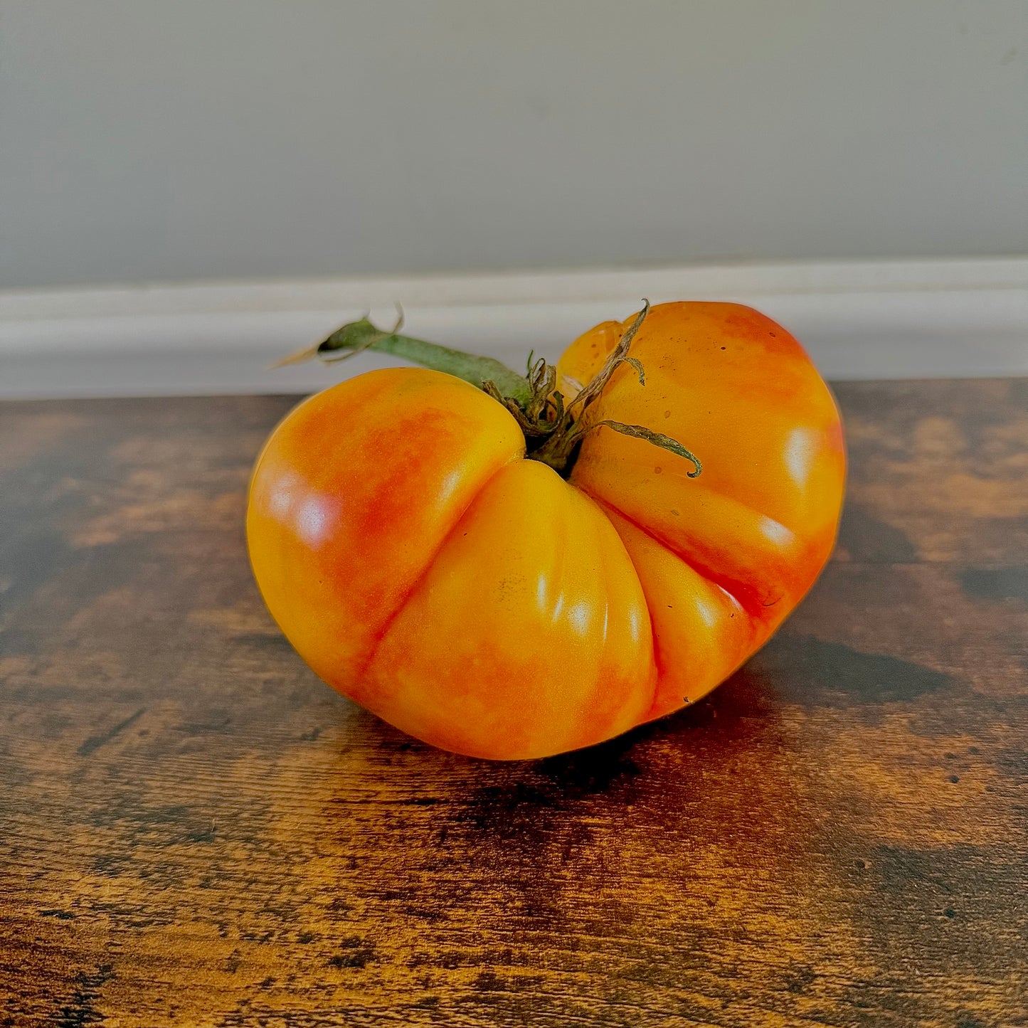 Tomato - Northern Lights
