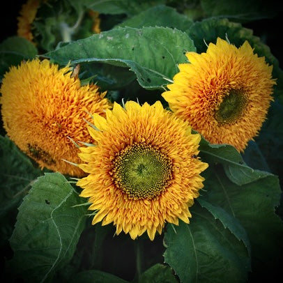 Sunflower - Teddybear
