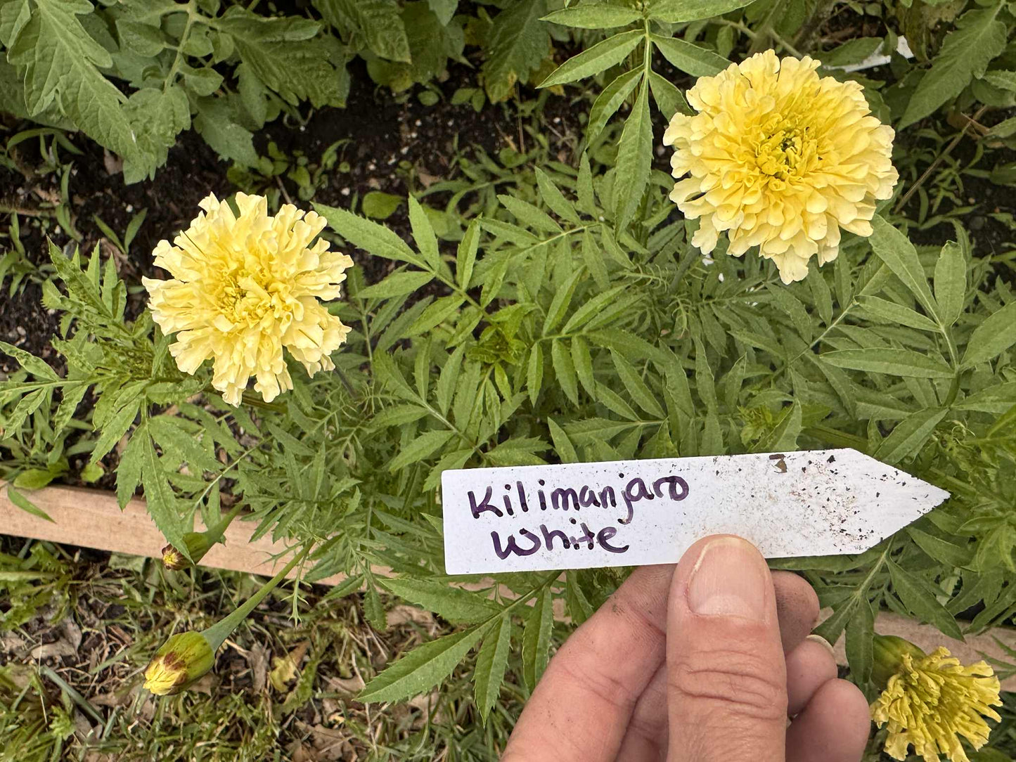 Marigold - Kilamanjaro White
