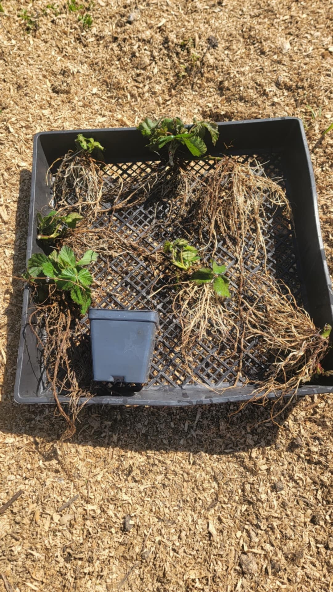 Strawberry - Chandler (5 Live Plants)