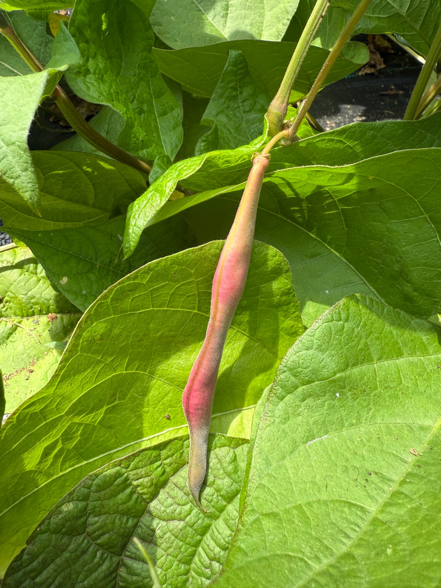 Bean - Tanya’s Pink Pod