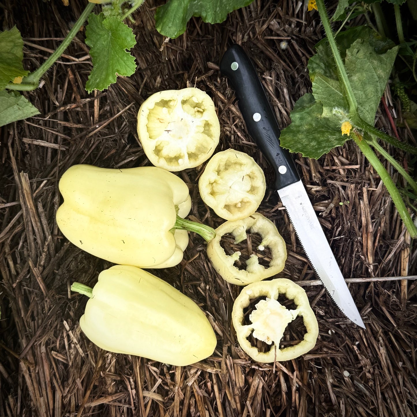 Pepper - Albino Bull Nose