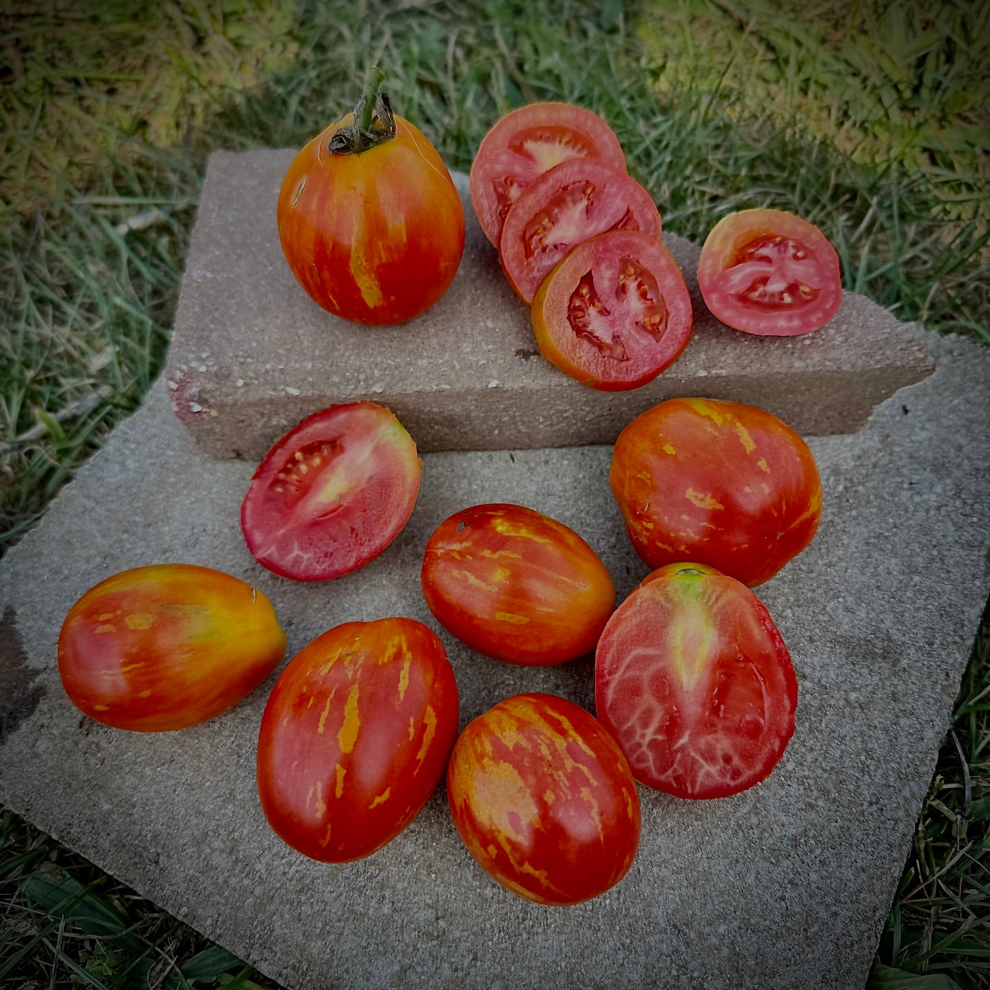 Tomato - Russian Queen