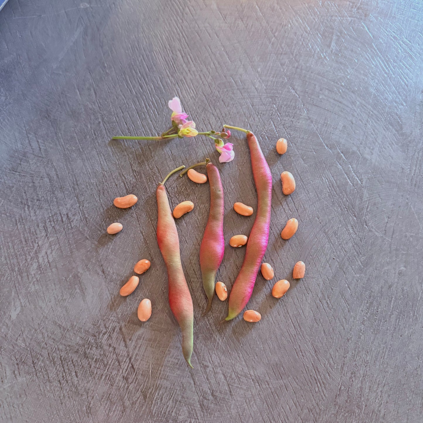 Bean - Tanya’s Pink Pod