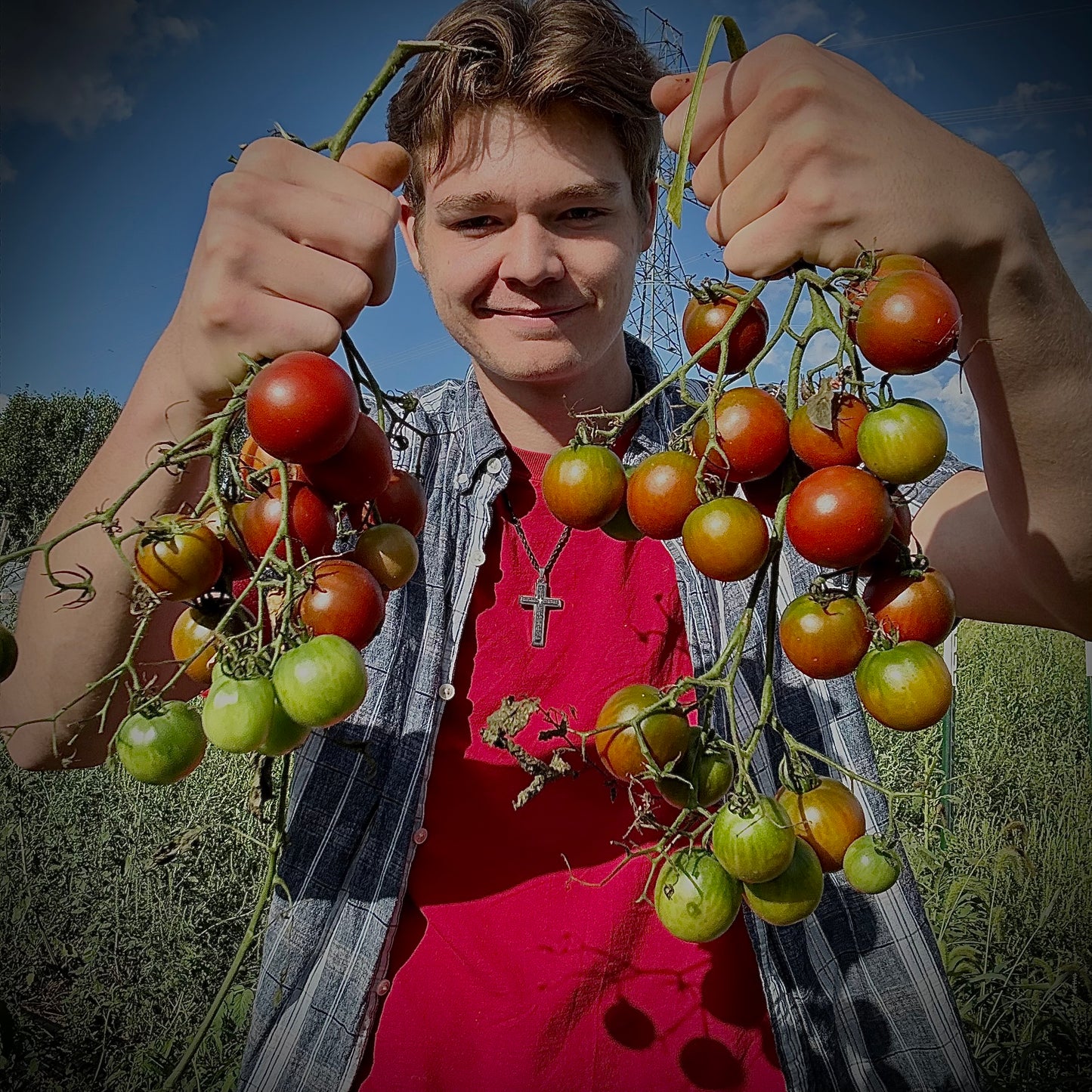 Rebel Alliance -Non GMO- Heirloom Tomato Seeds (10+ Seeds)