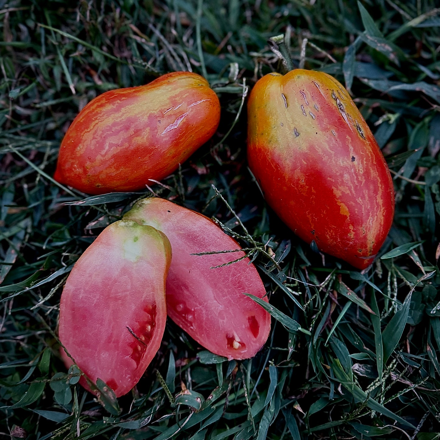 Tomato - Firebird’s Feather