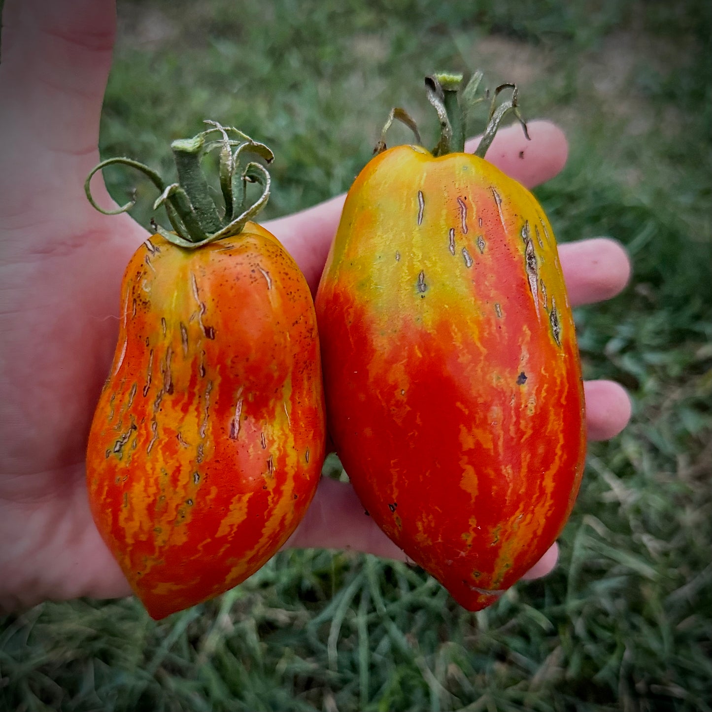Tomato - Firebird’s Feather