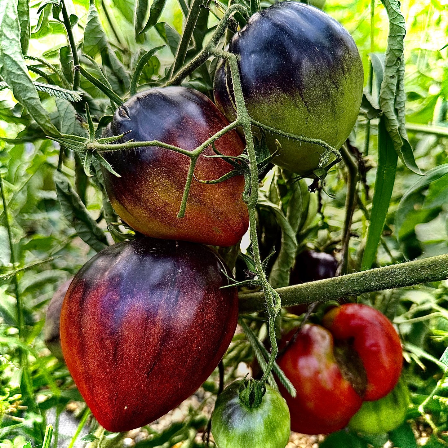 Tomato - Kas 21