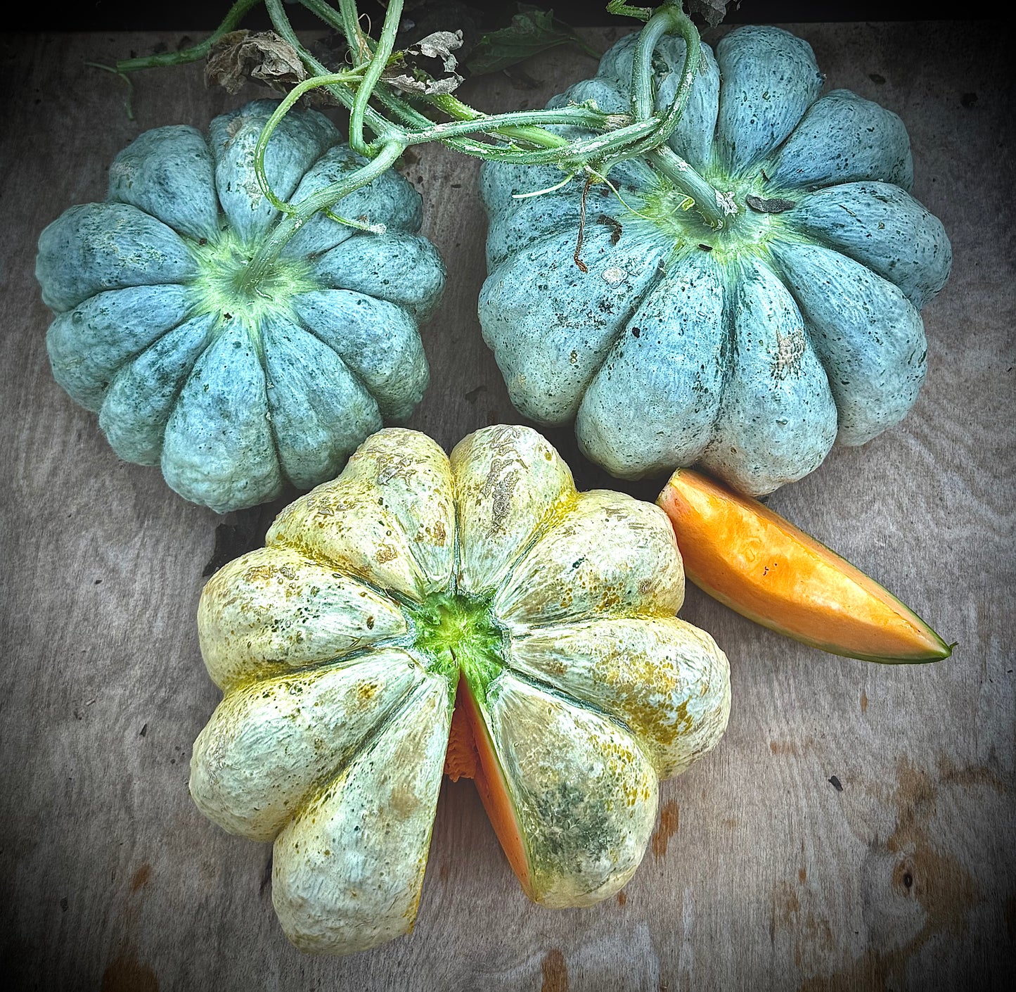 Melon - Prescott Fond Blanc