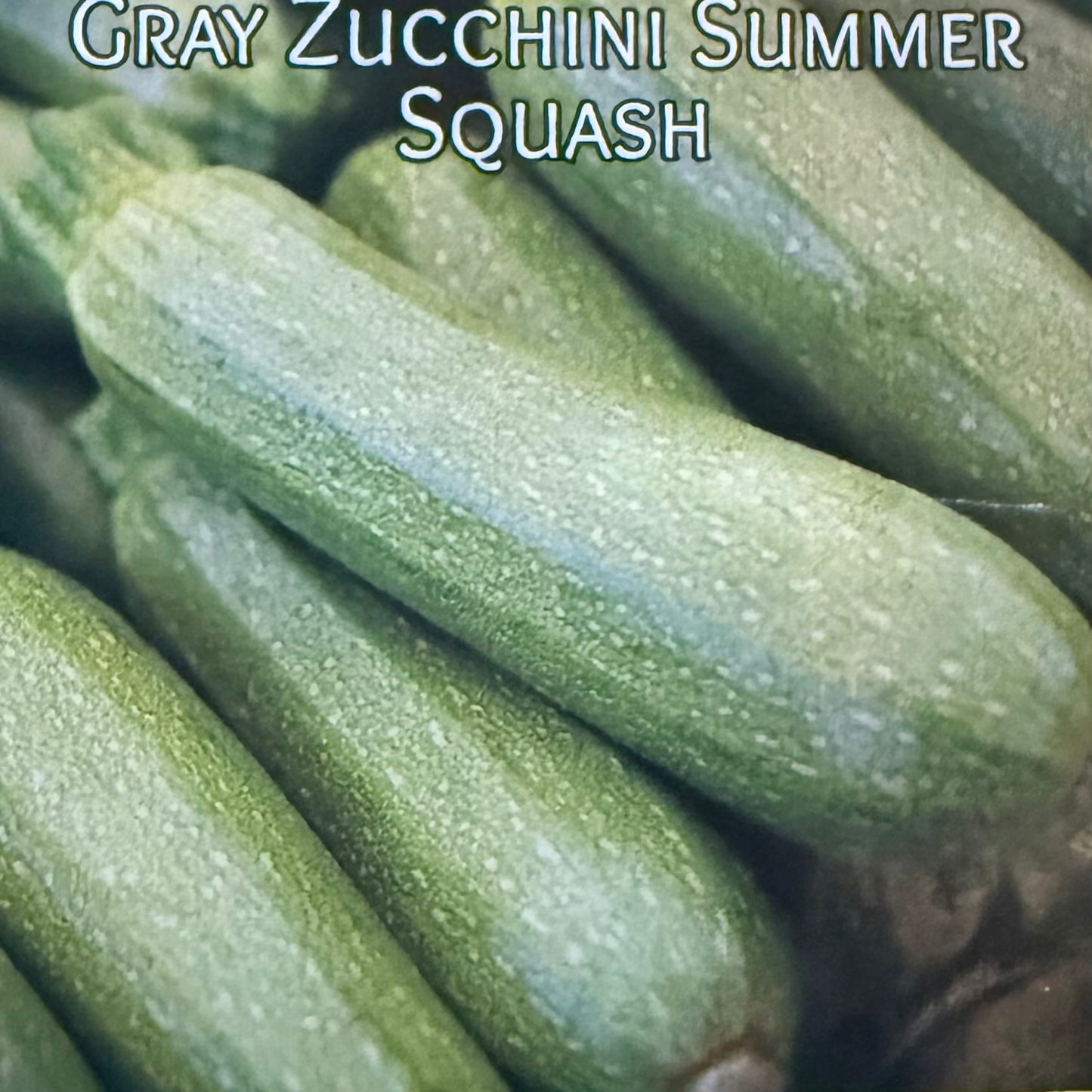 Squash - Gray Zucchini