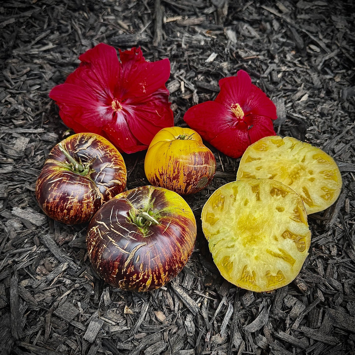 Tomato - Sun Queen