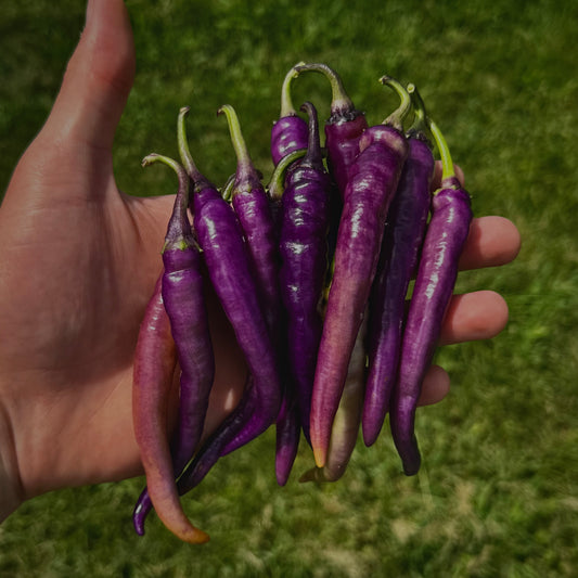 Pepper - Buena Mulata
