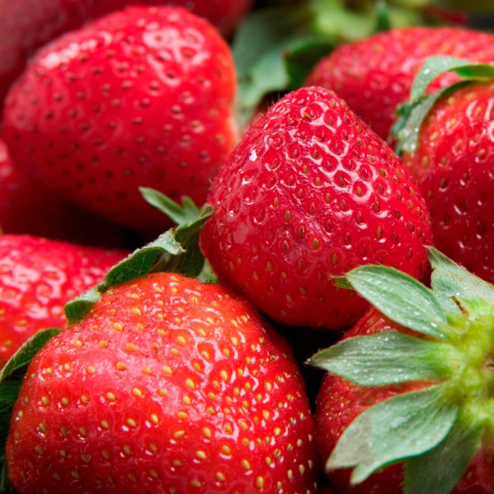 ozark beauty strawberry seeds Strawberry