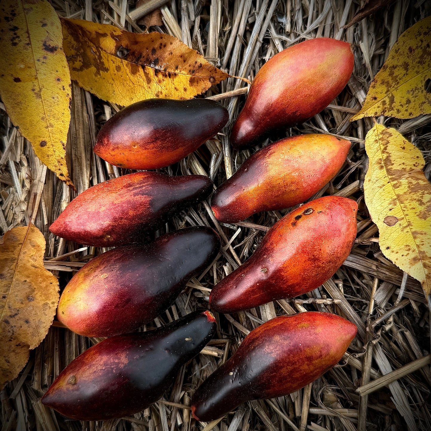 Tomato - Pink Panther