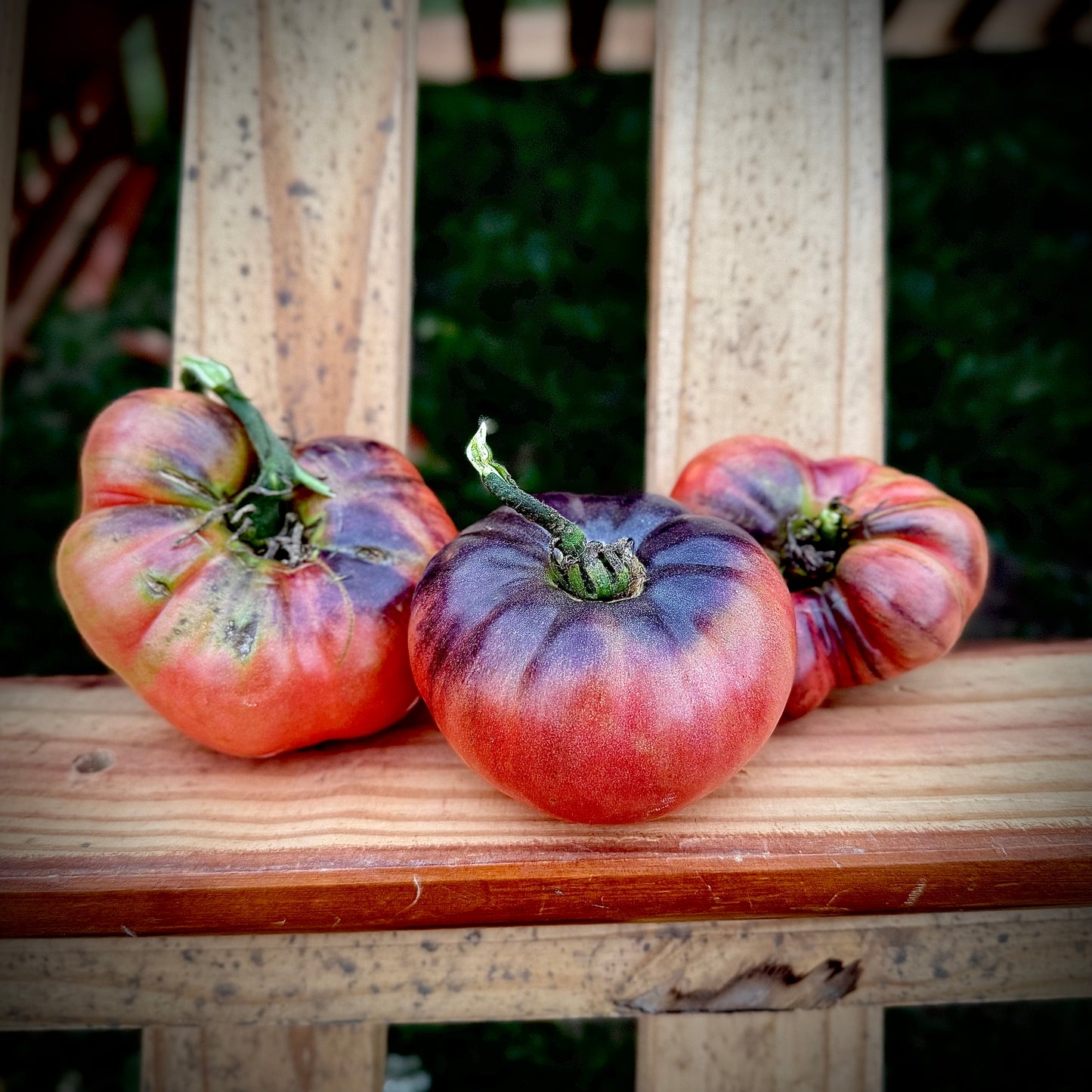 Tomato - Mlle Foriers