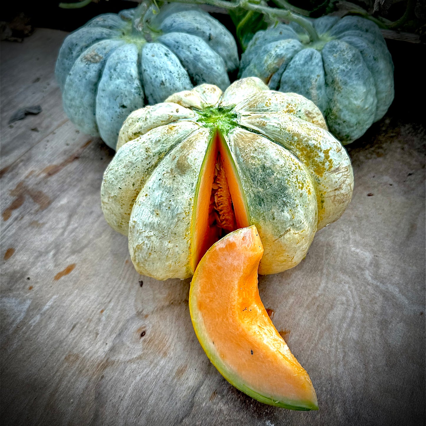 Melon - Prescott Fond Blanc