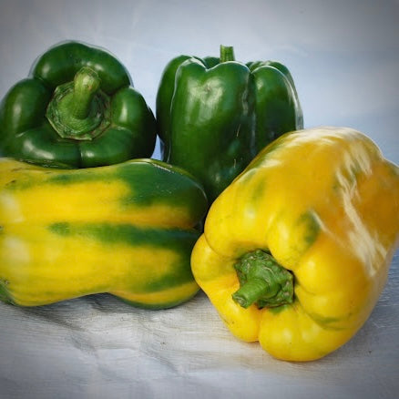 Pepper - Yellow Monster