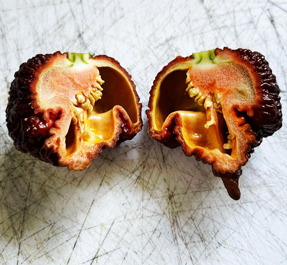 Pepper - Chocolate Reaper