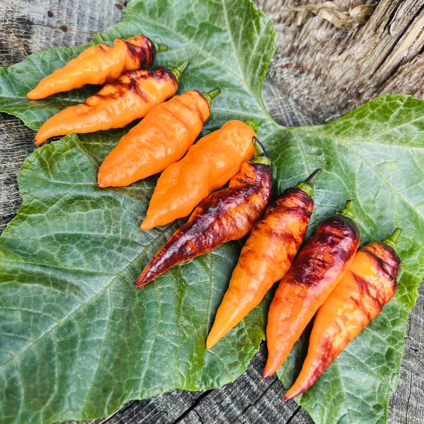 Pepper - Black Panther