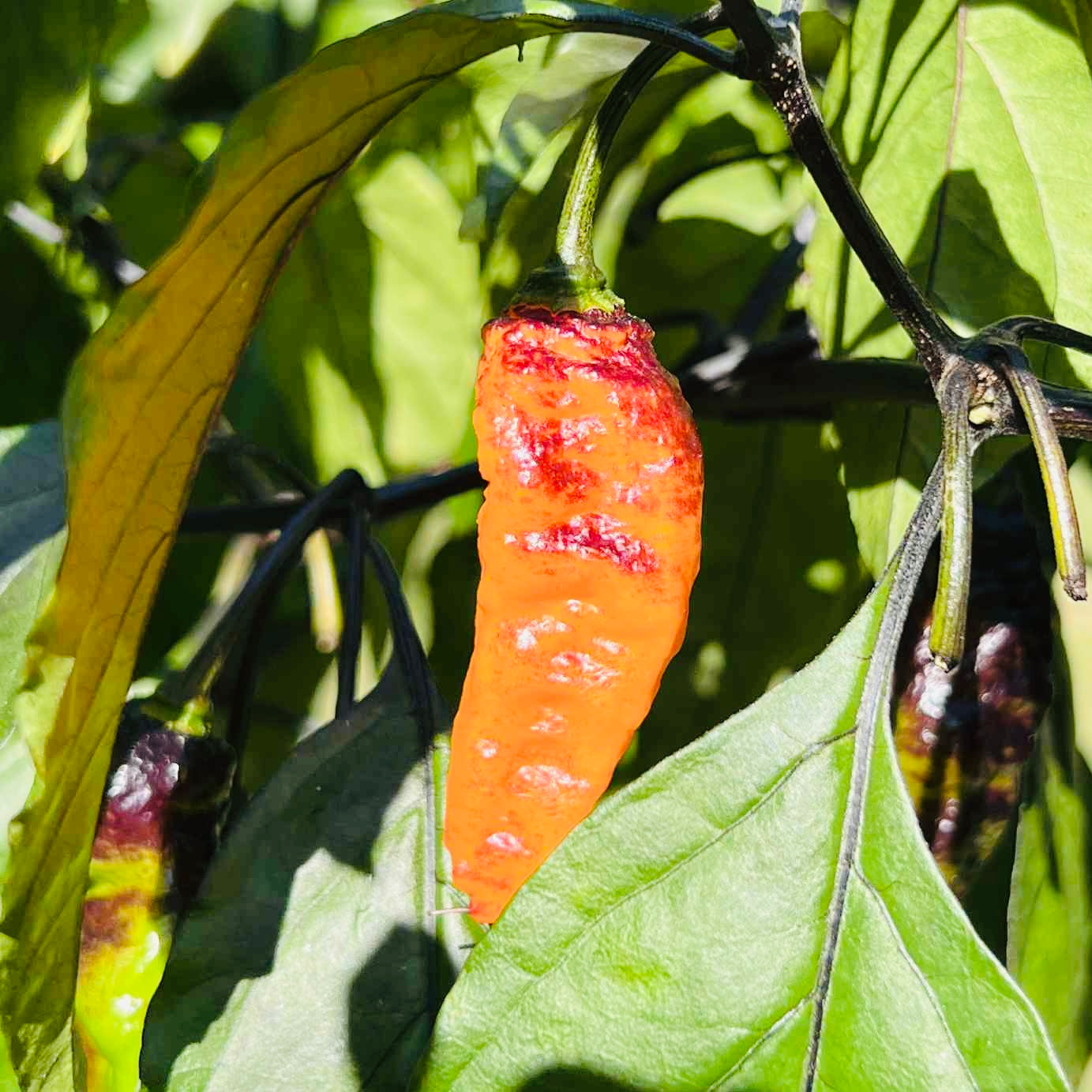 Pepper - Black Panther