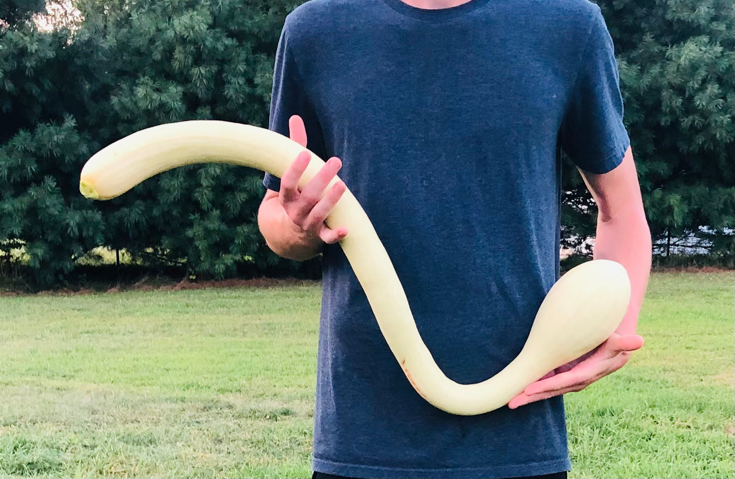 Squash - Zucchino Rampicante