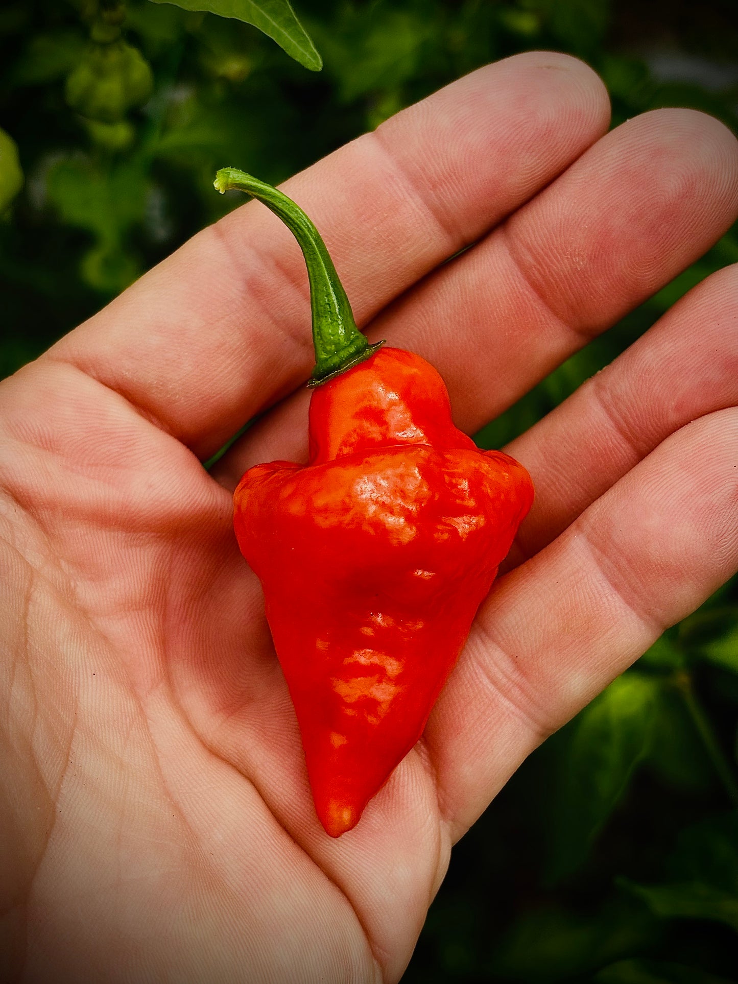 Pepper - Spinning Top