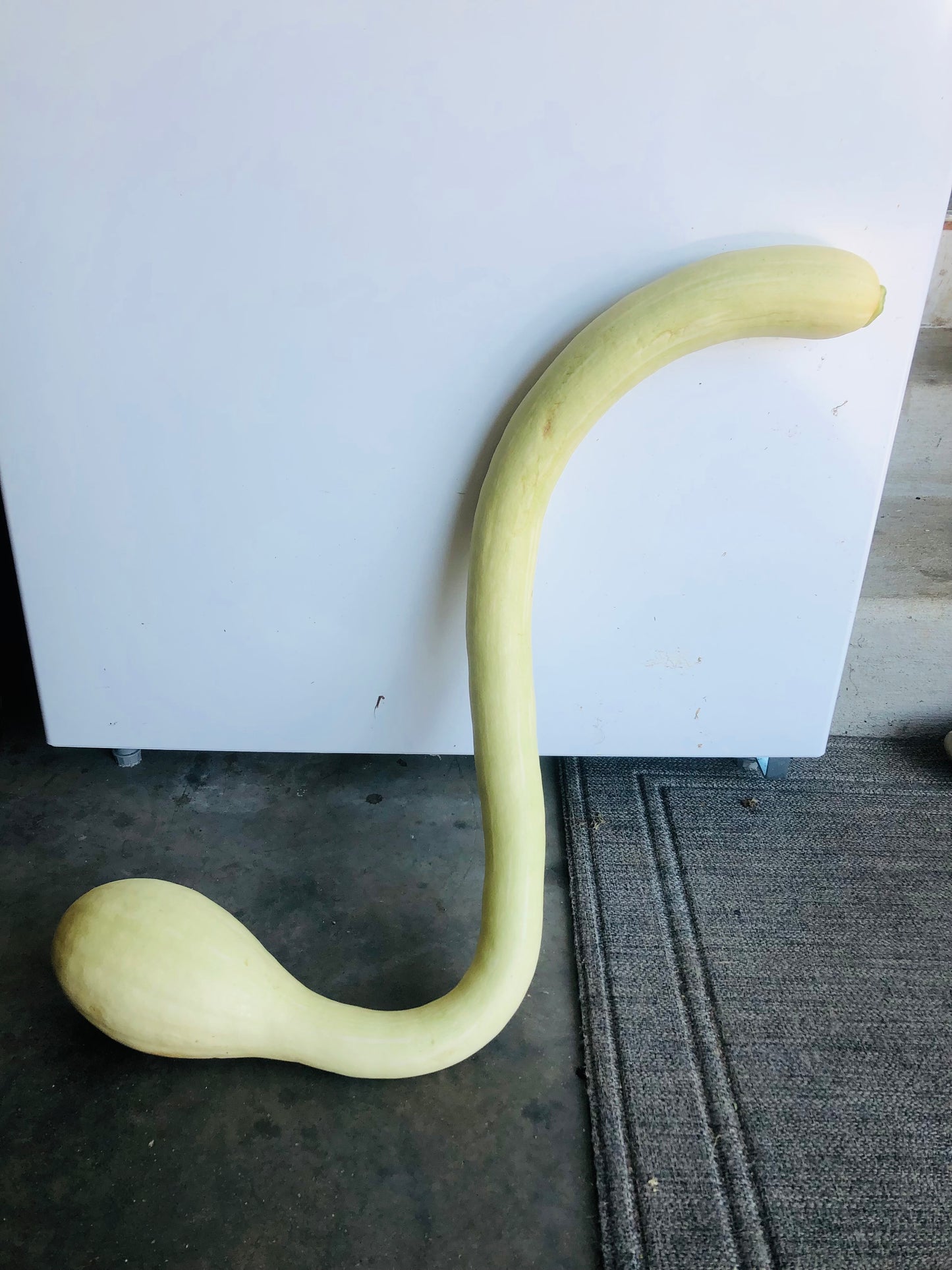 Squash - Zucchino Rampicante