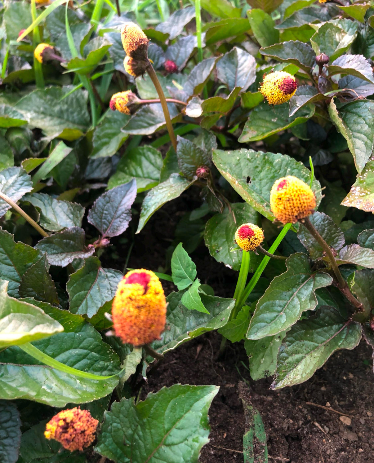 Toothache Plant - Bullseye