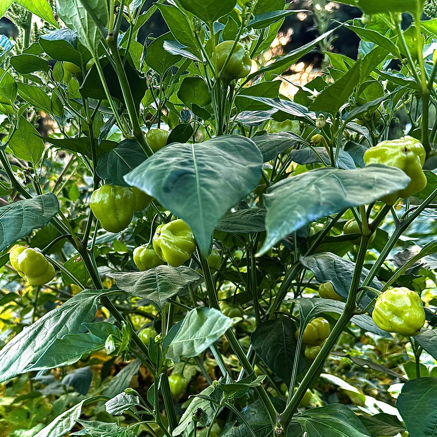 Pepper - Peachadew