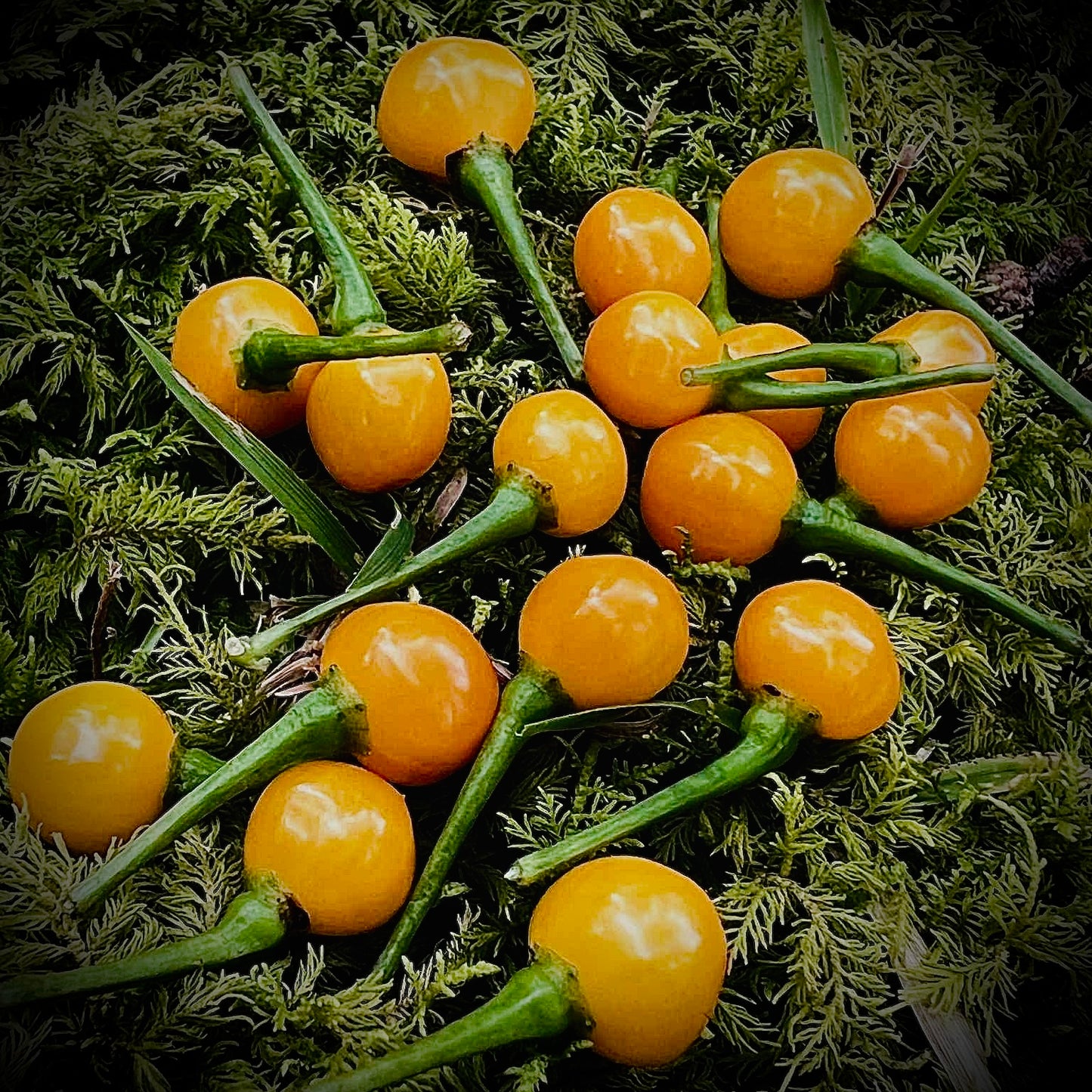 Pepper - Aji Charapita