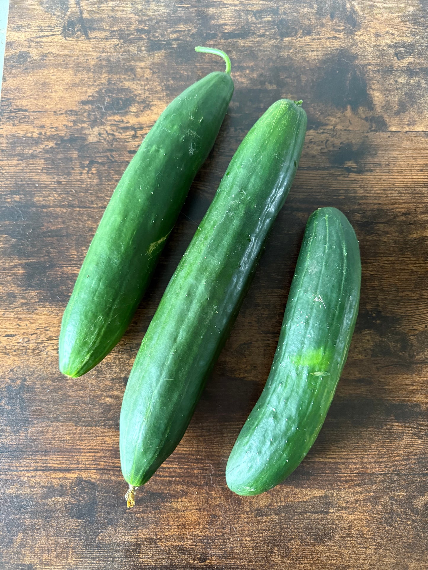 Cucumber - Shintokiwa