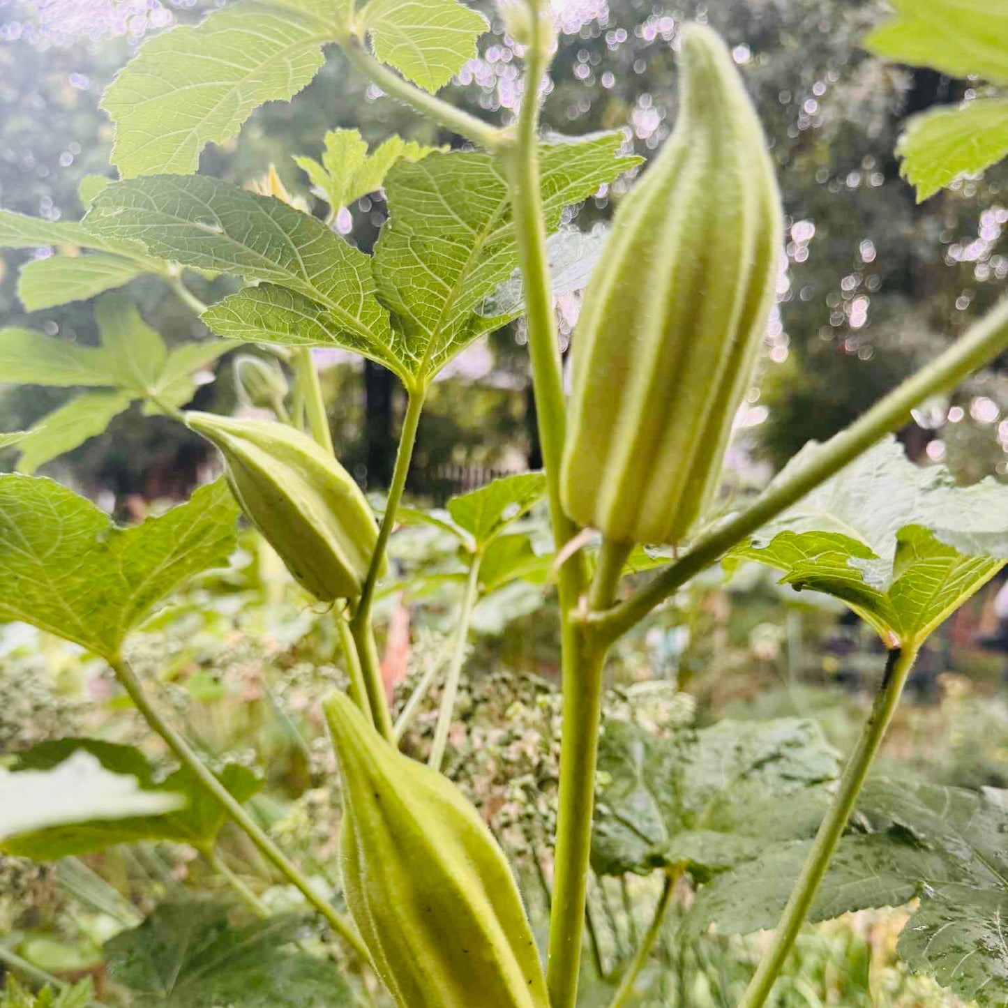 Okra - Star Of David
