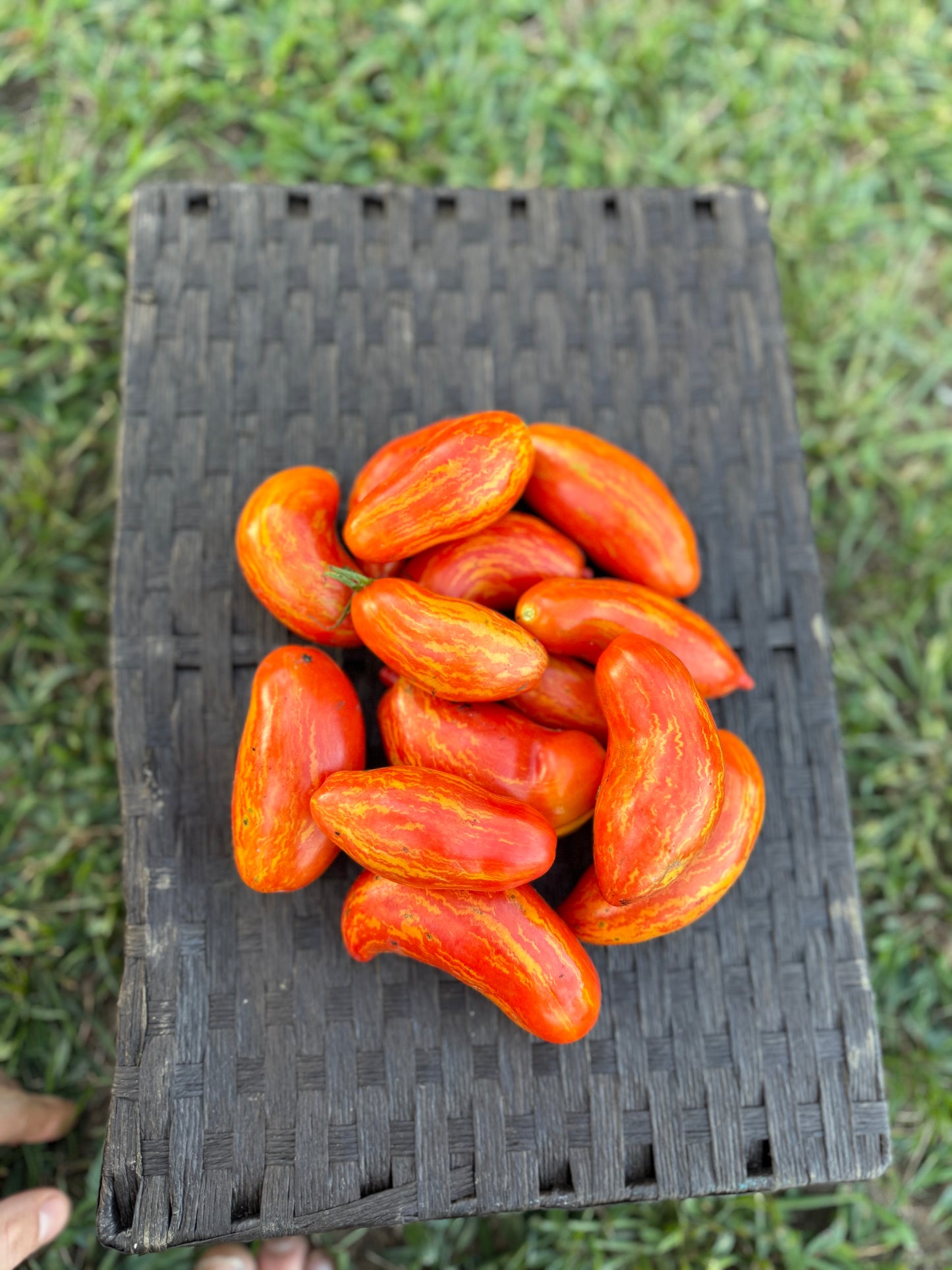 Tomato - Cassidy’s Folly
