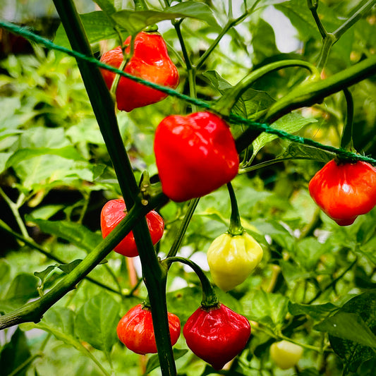 Pepper - Drops Of Fire