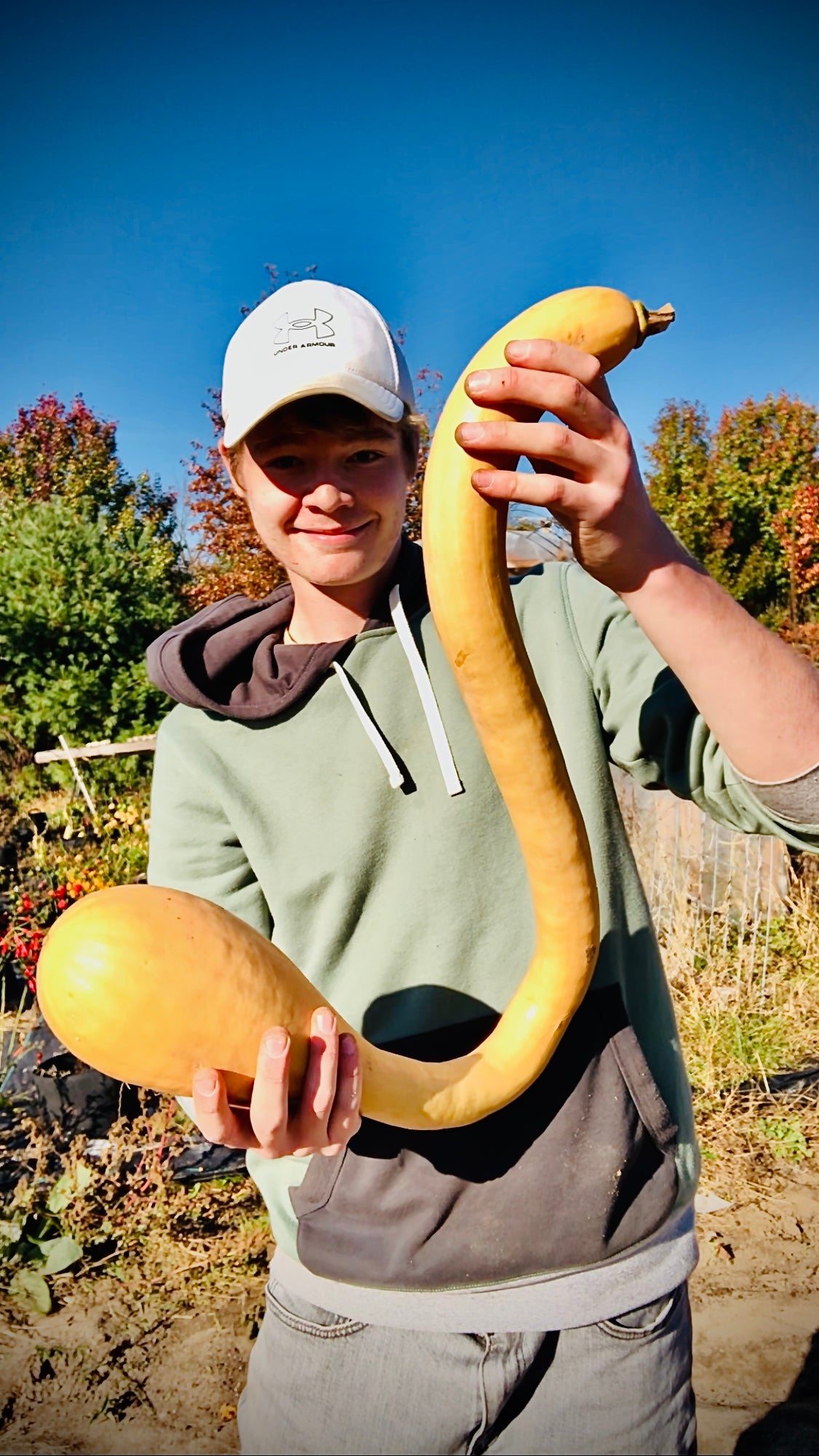 Squash - Zuchinno Rampicante