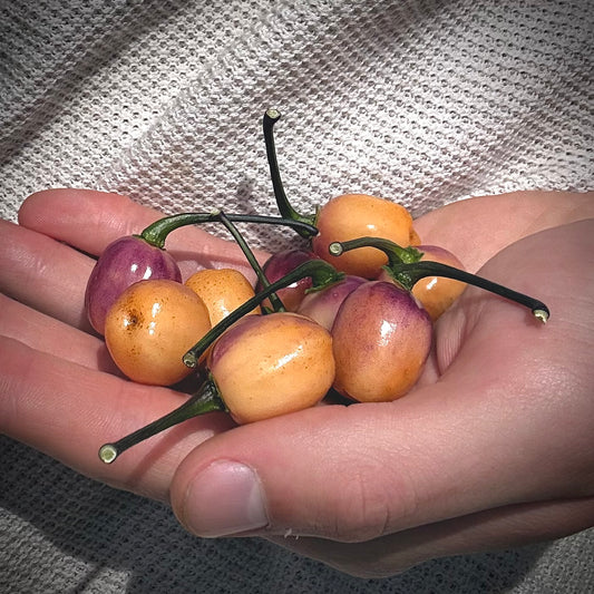 Pepper - Olho De Mutum