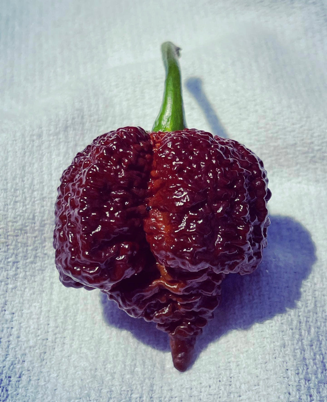 Pepper - Chocolate Reaper