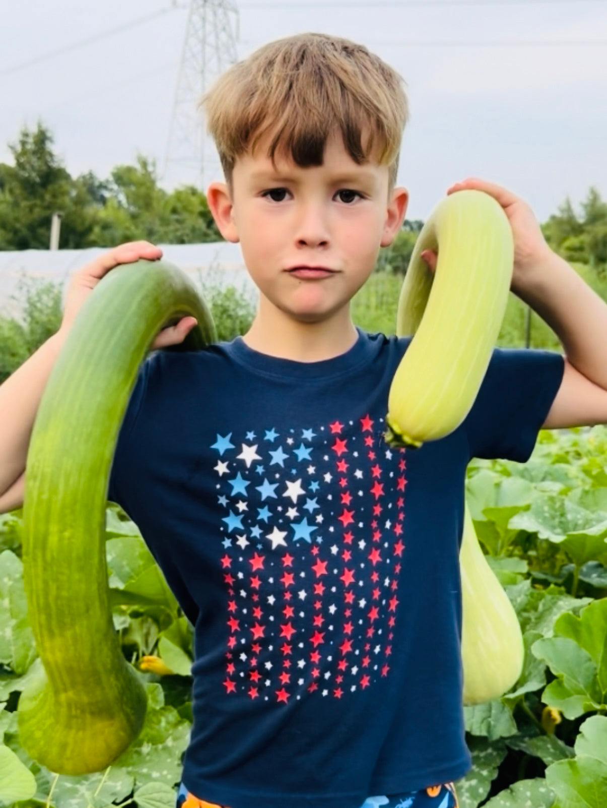 Squash - Zuchinno Rampicante