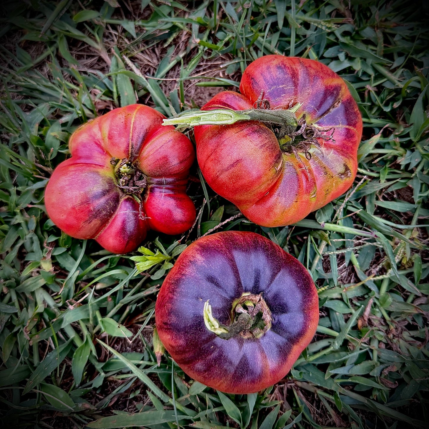Tomato - Mlle Foriers
