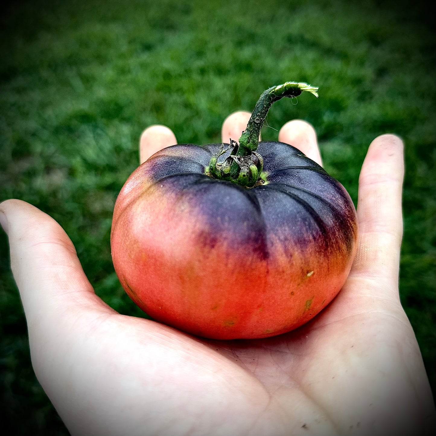Tomato - Mlle Foriers