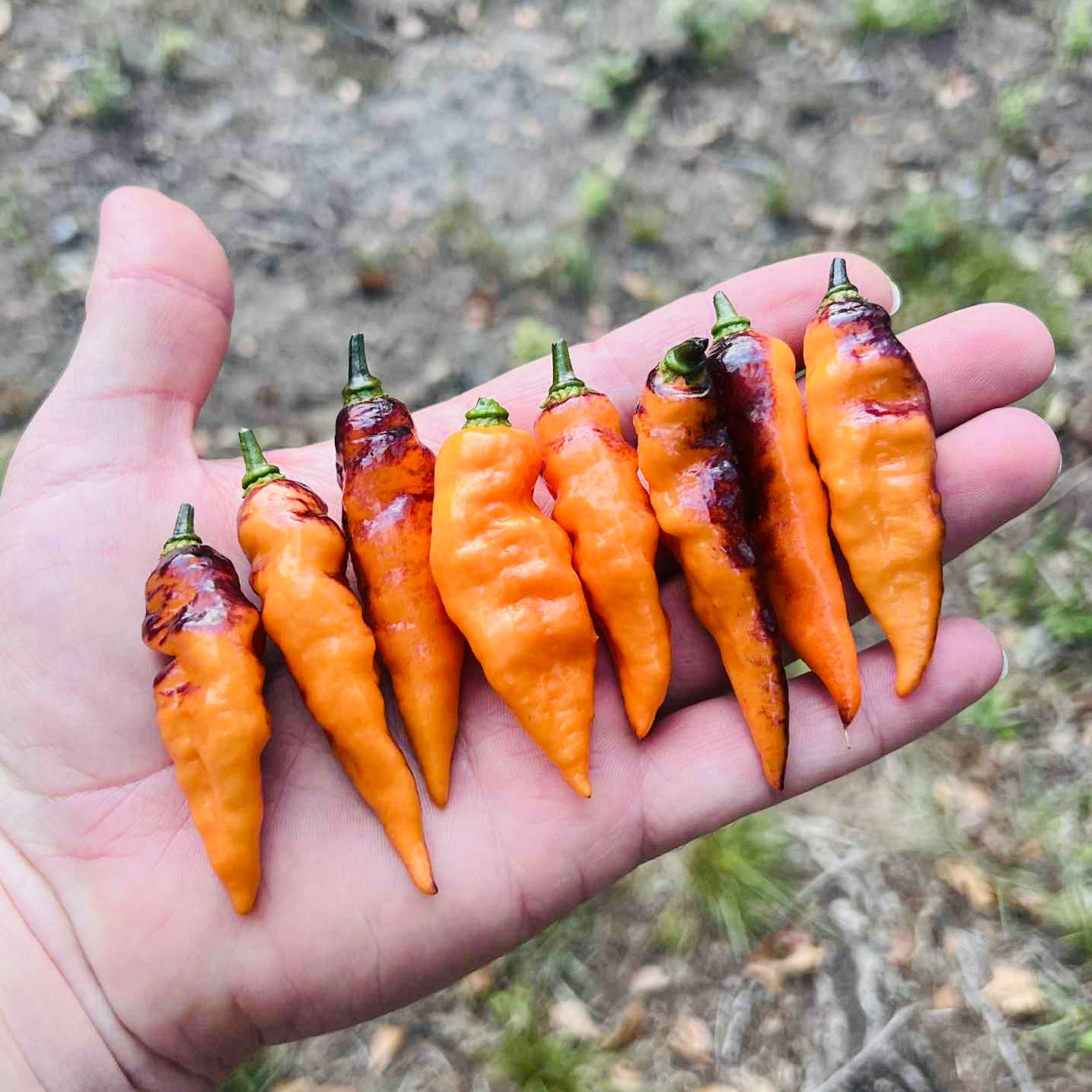 Pepper - Black Panther