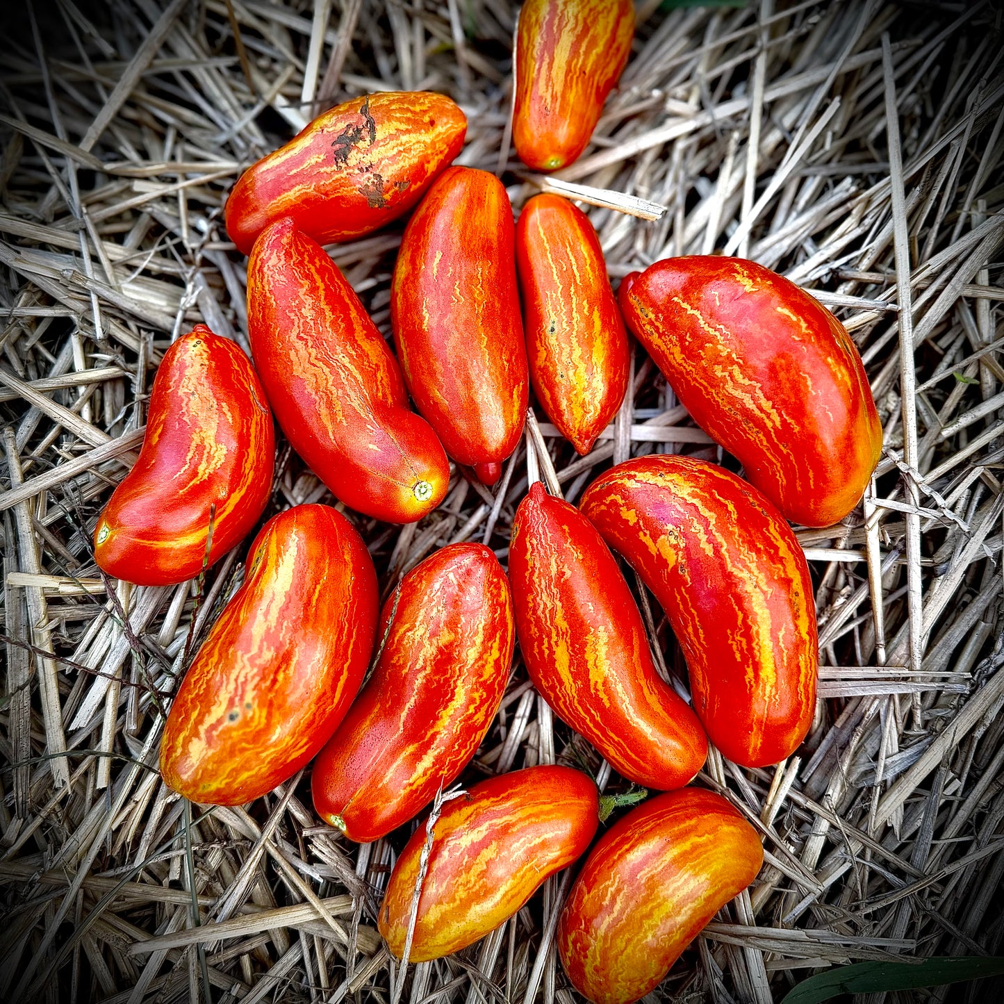 Tomato - Cassidy’s Folly