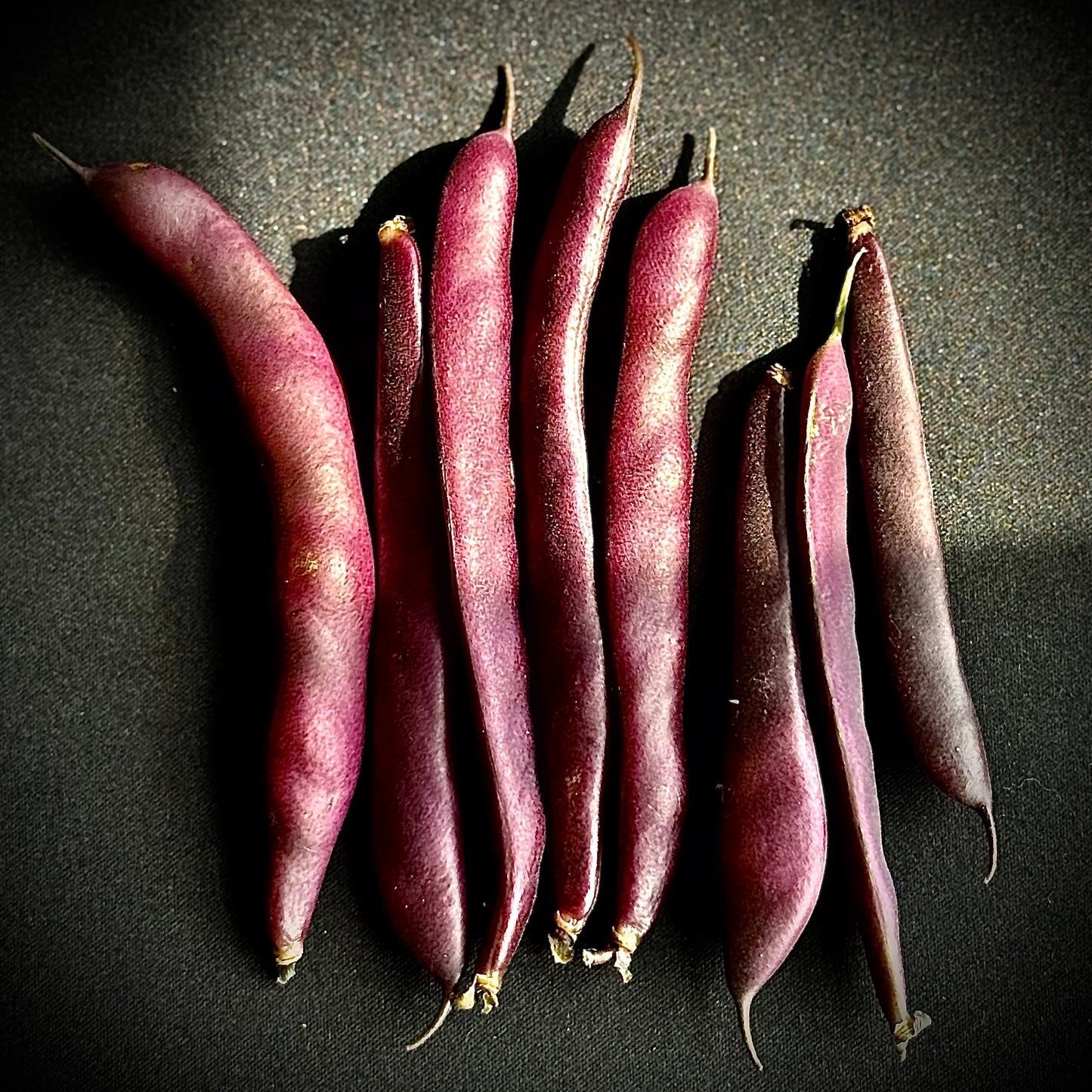 Bean - Blooming Prairie