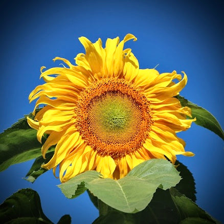 Sunflower - Titan