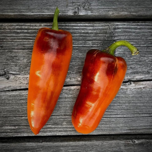 Pepper - Pippin’s Golden Honey Sweet Pepper