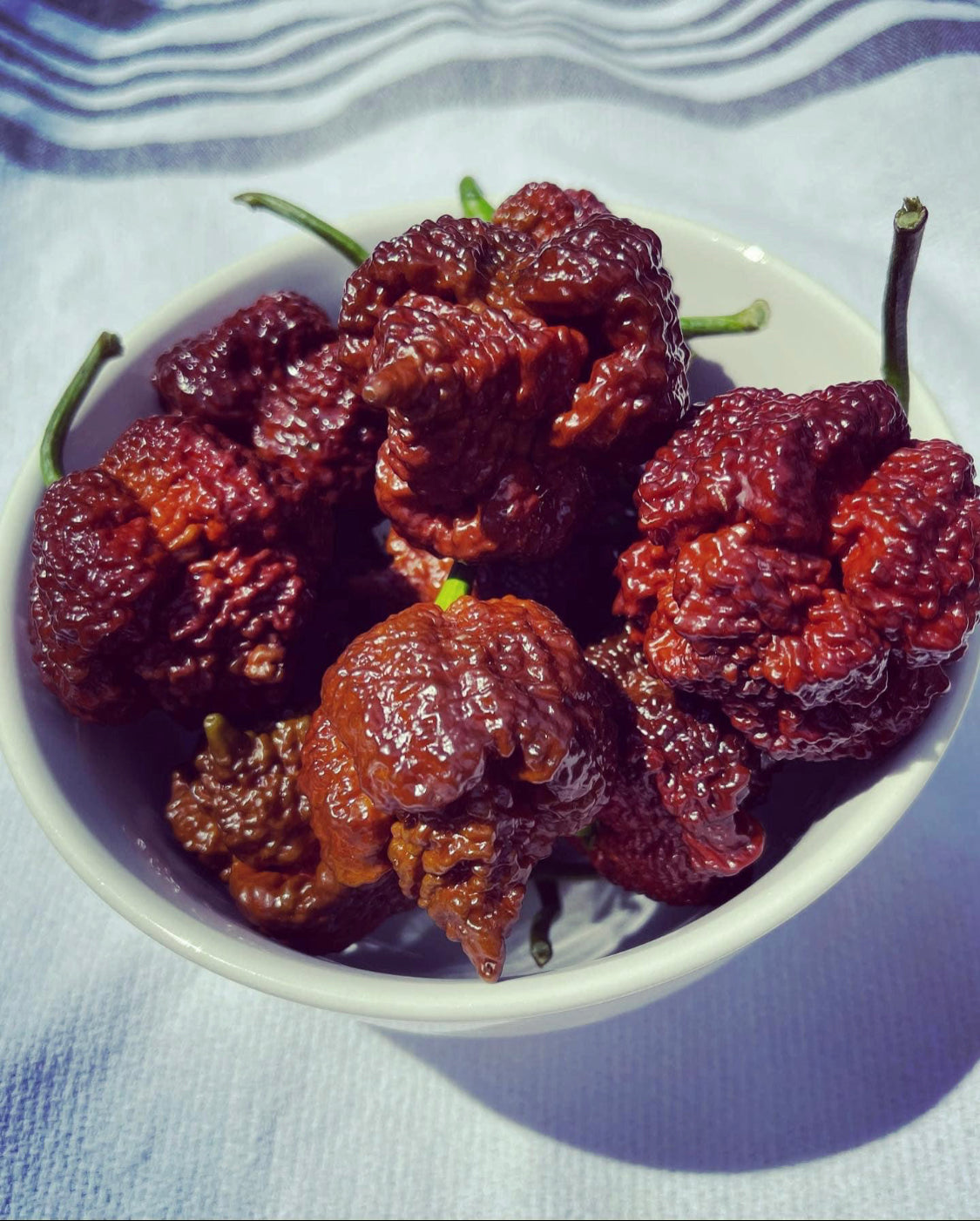 Pepper - Chocolate Reaper