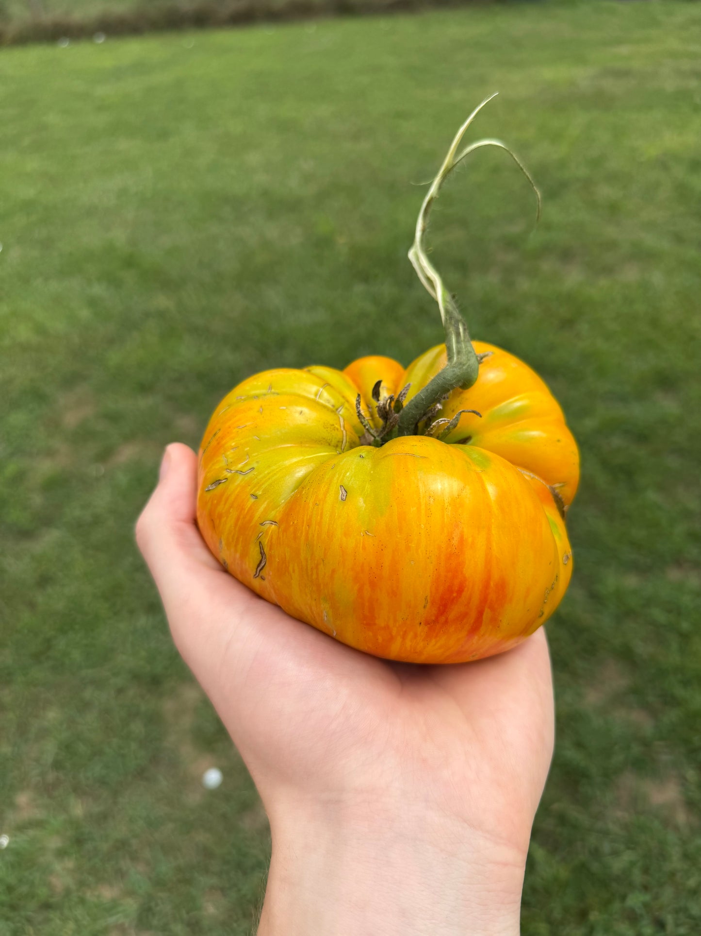 Tomato - Beauty King