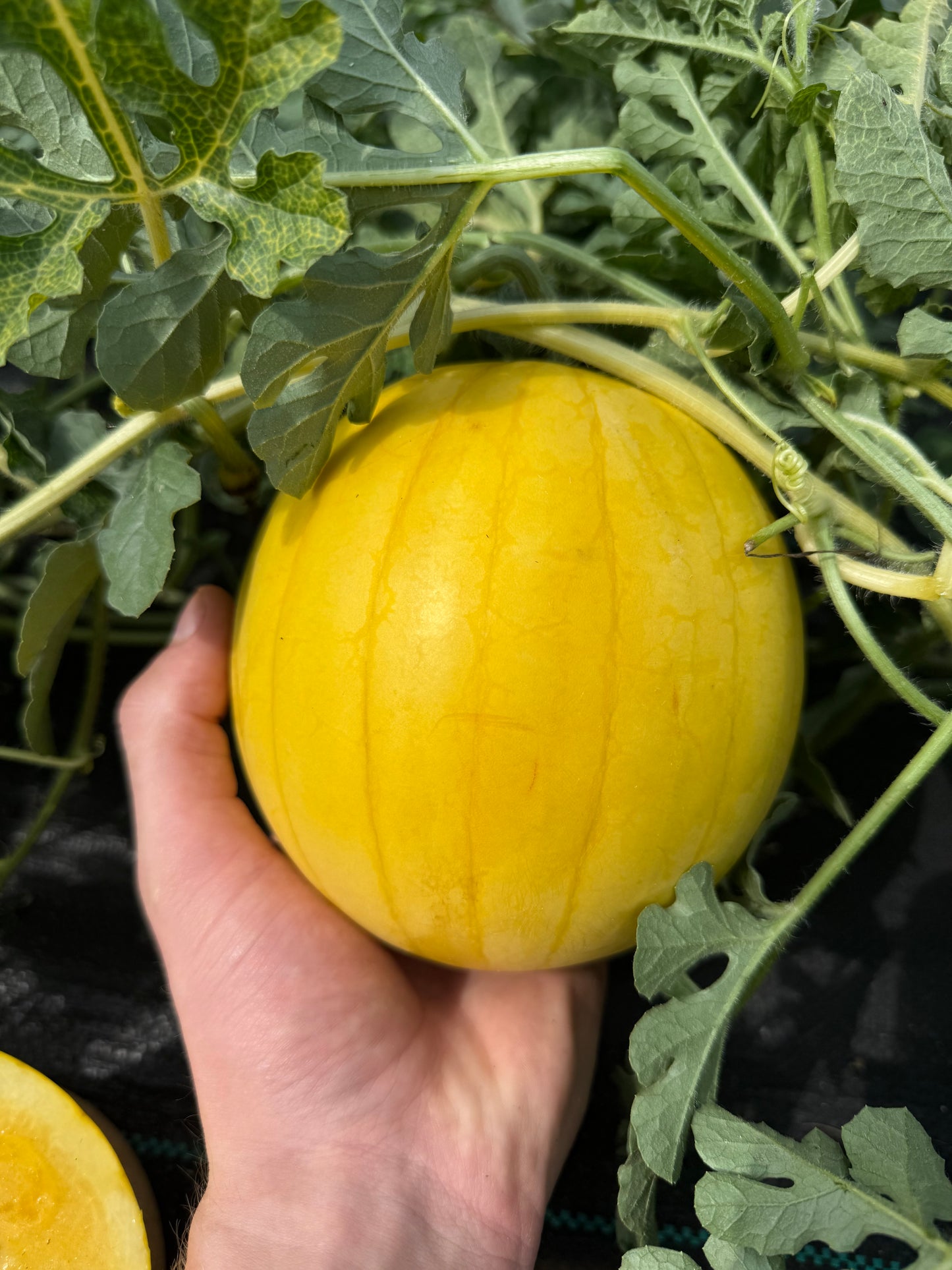 Watermelon - Lemon Drop